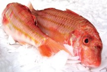 Whole Red Mullet