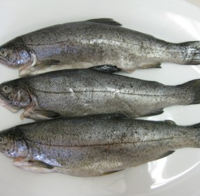 Whole Rainbow Trout
