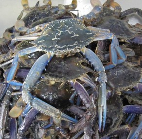 Fresh Mandurah Crabs