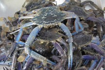 Fresh Blue Manna Crabs