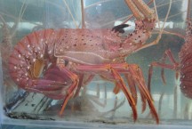 Crayfish-Rottnest Live