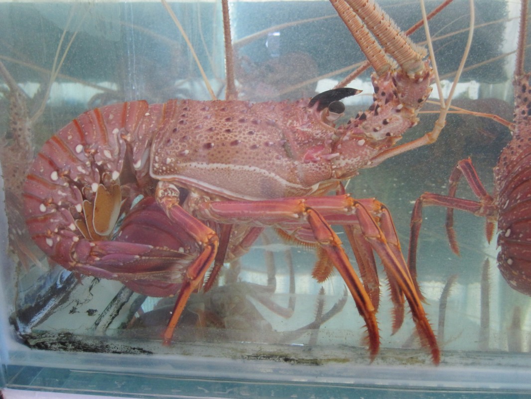 Live West Australian Lobster